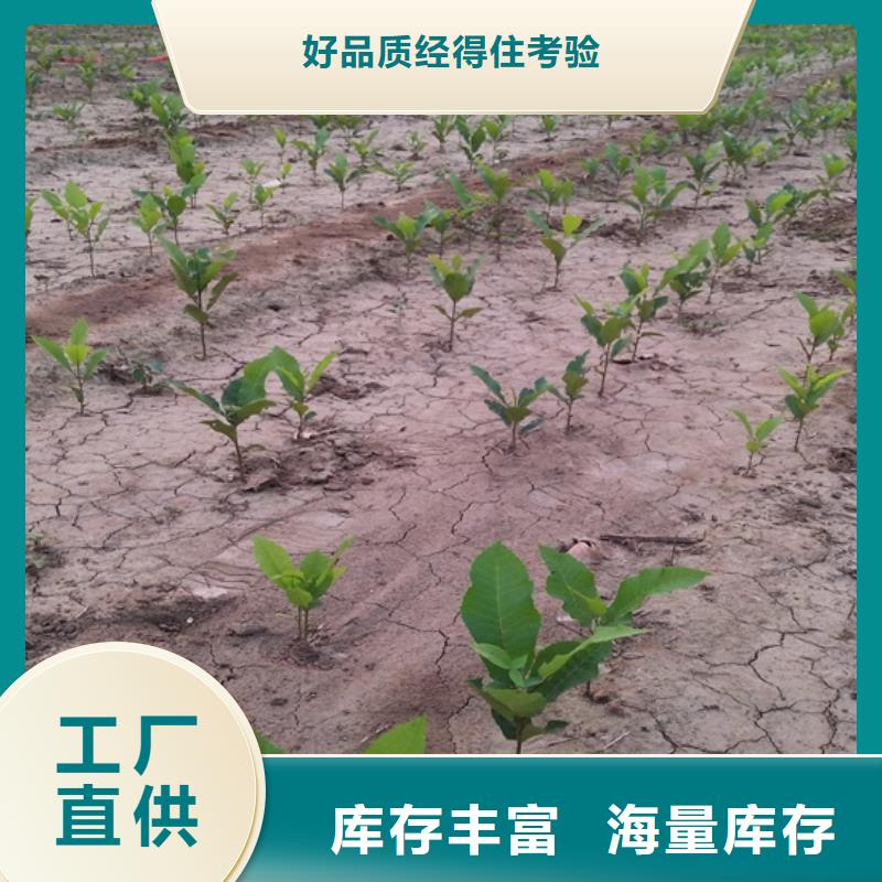 碧根果草莓苗用途广泛