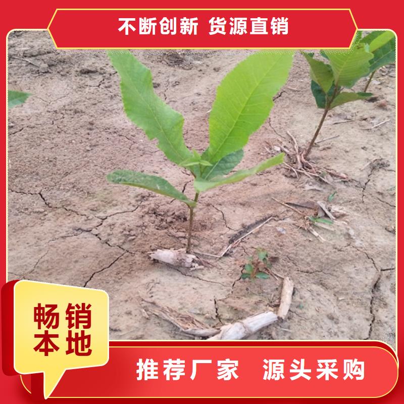 碧根果樱桃苗大库存无缺货危机