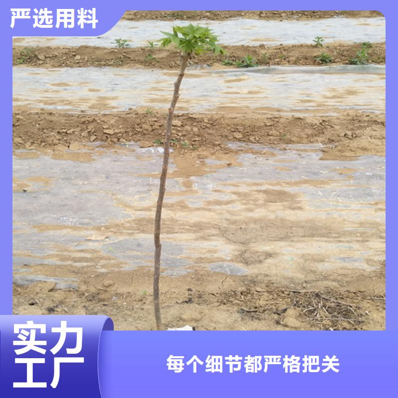 碧根果苗适合种植地区