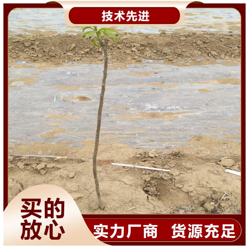 碧根果苗种植基地