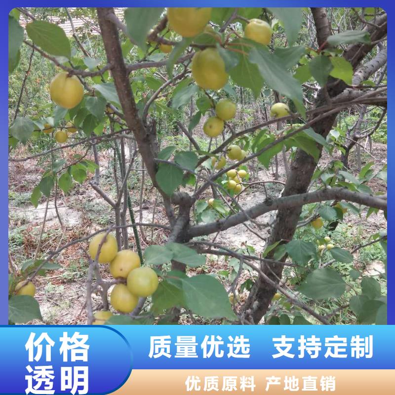 【杏_无花果苗实力才是硬道理】