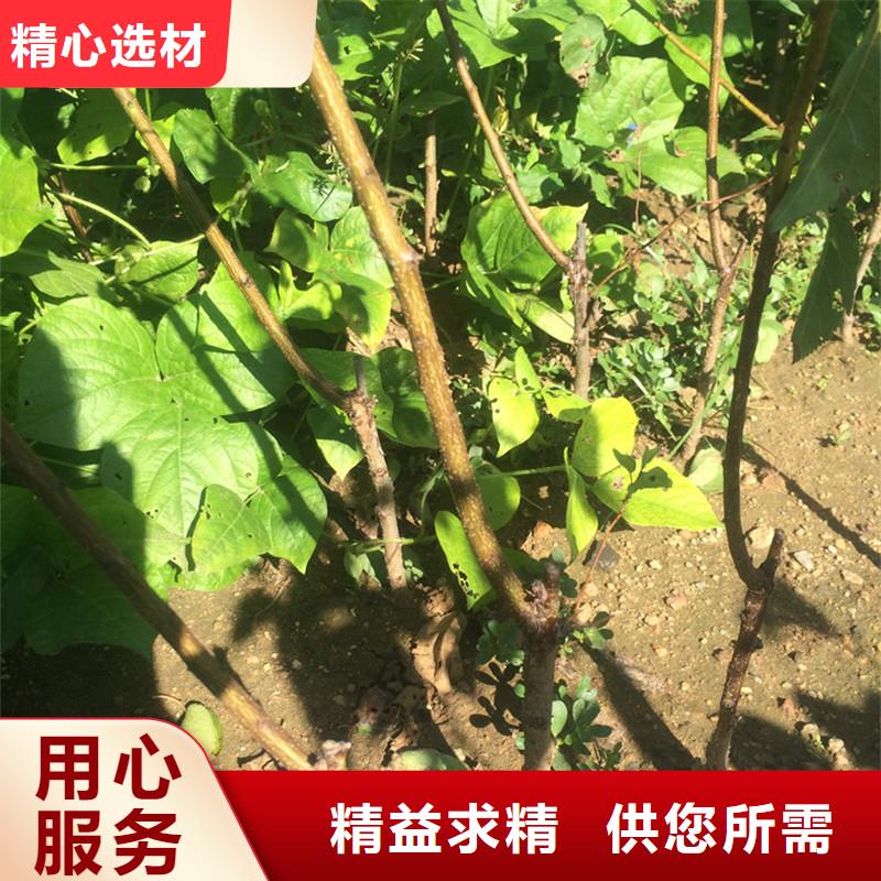 杏石榴苗供应采购