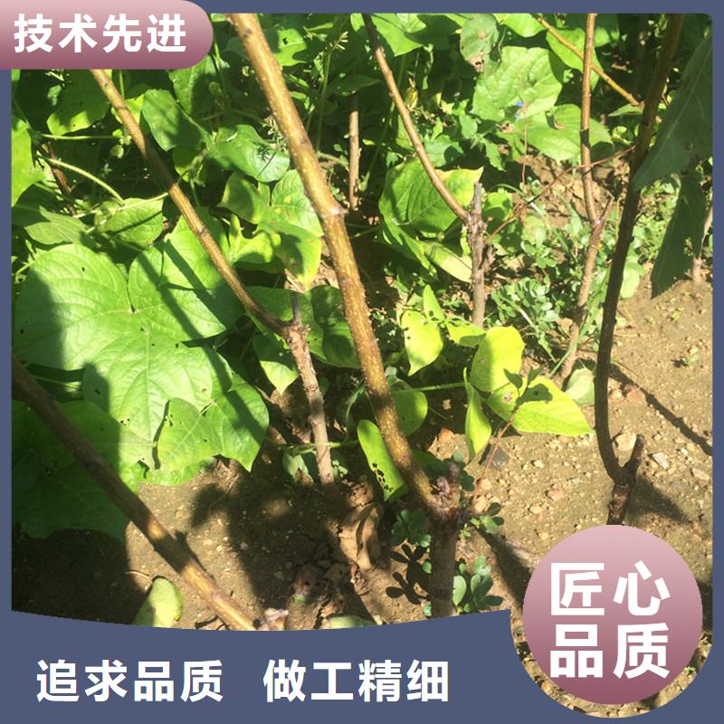 杏苹果苗拒绝中间商