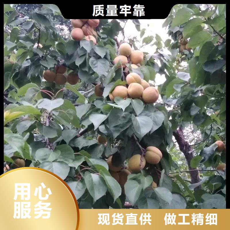 杏苹果苗拒绝中间商