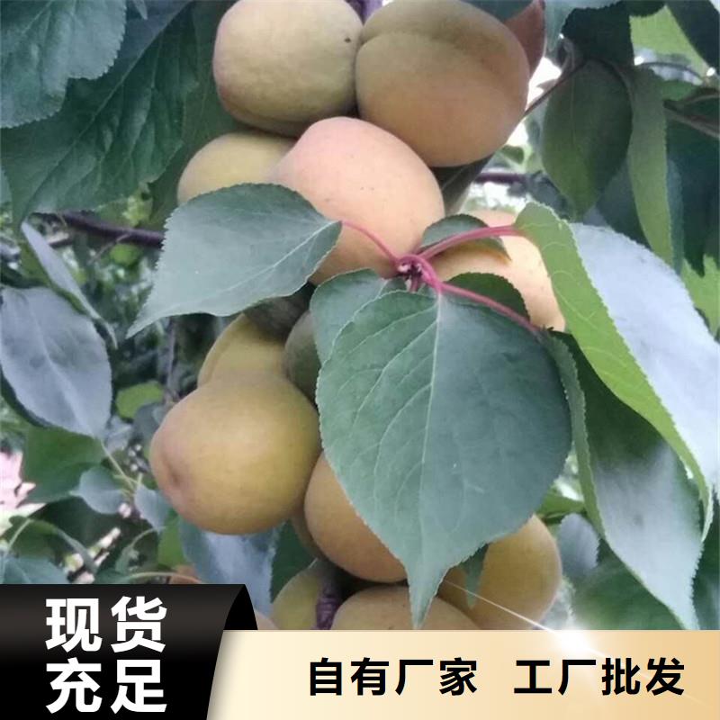 荷兰香蜜杏树苗怎么卖