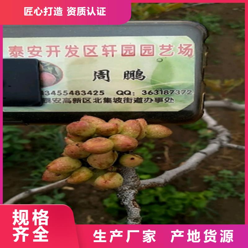 开心果苗经济效益