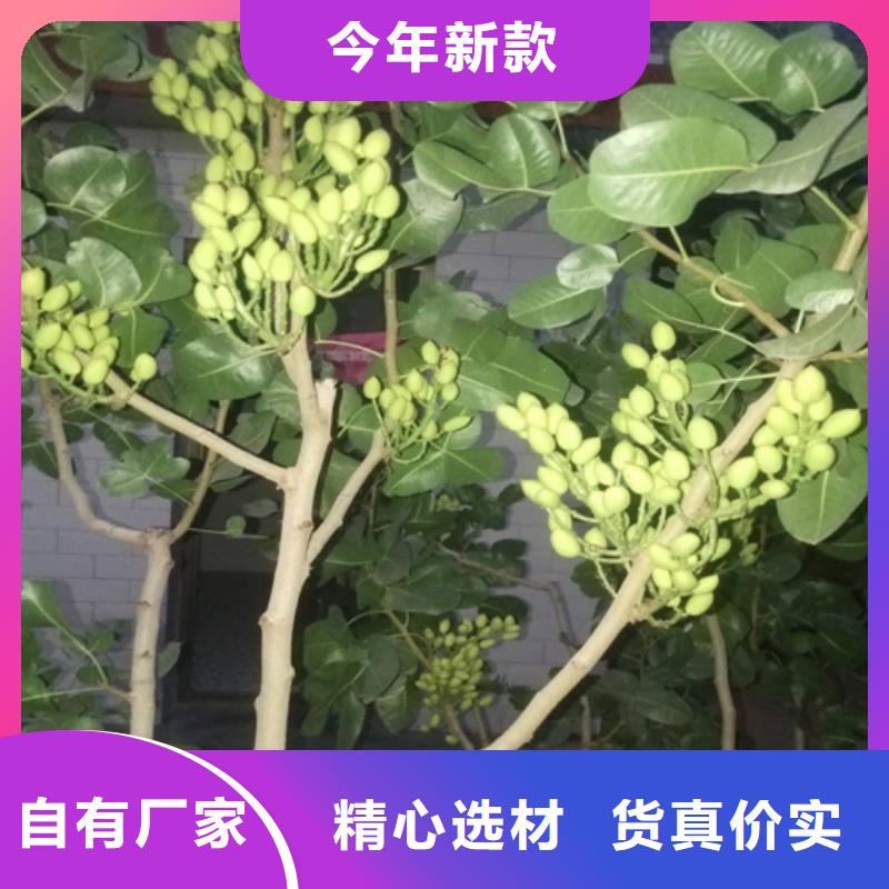 开心果-【花椒苗】厂家工艺先进