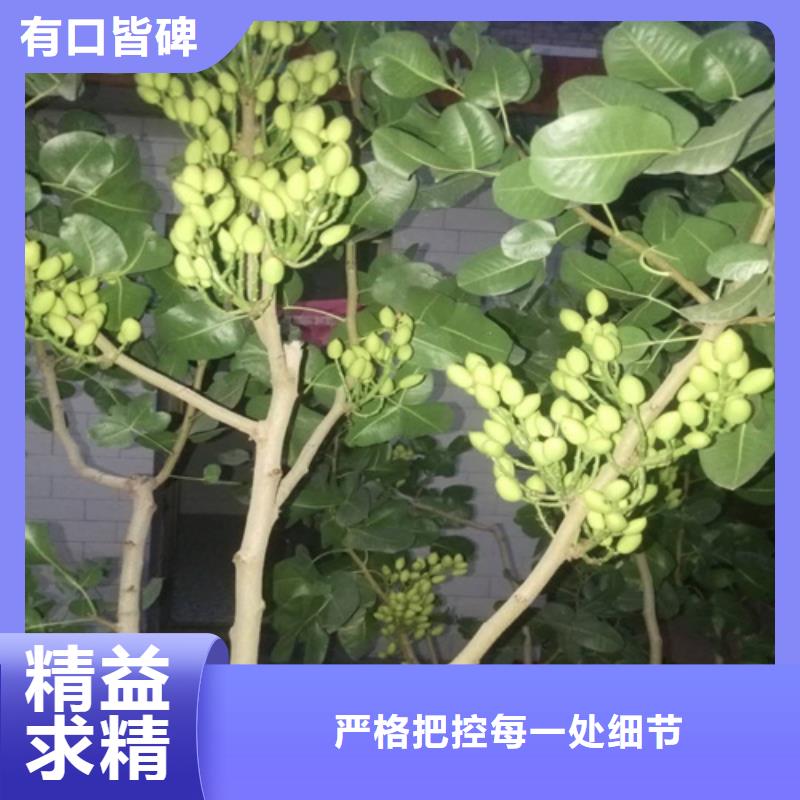 开心果苗根系发达