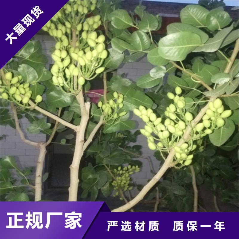 开心果无花果苗自有生产工厂