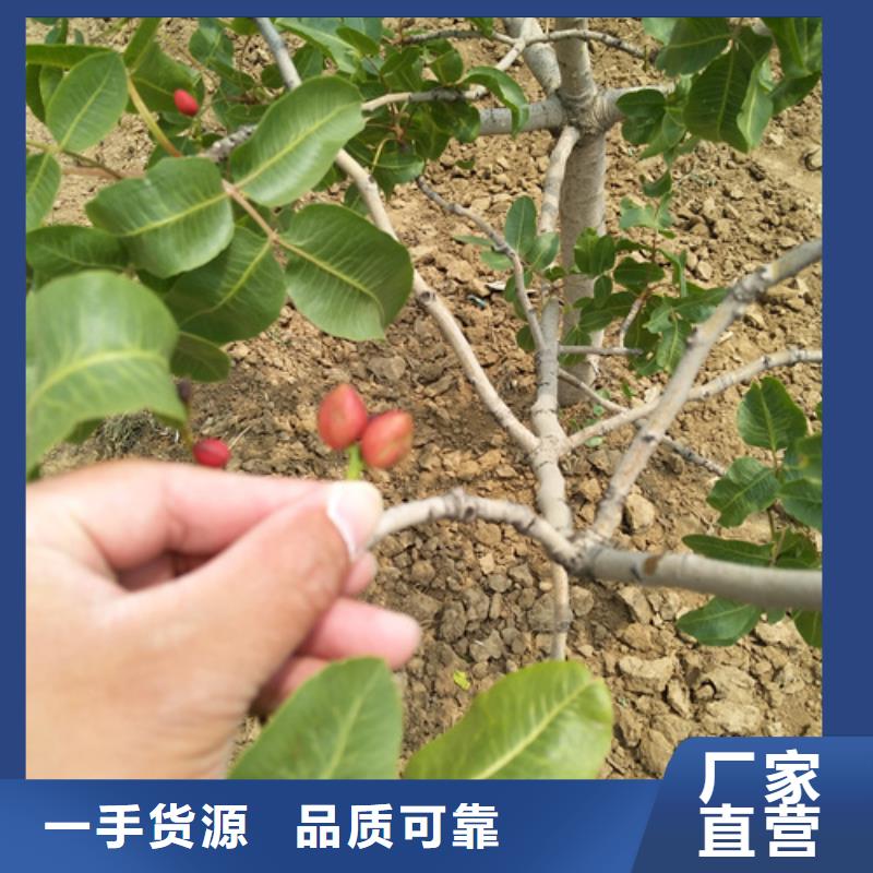 开心果-苹果苗细节决定成败