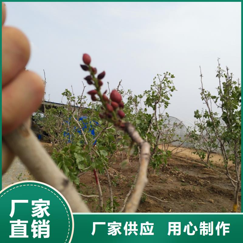 开心果【蓝莓苗】采购无忧