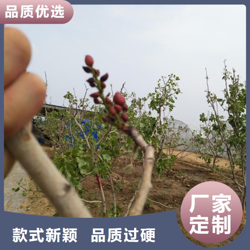 开心果西瓜苗工艺层层把关