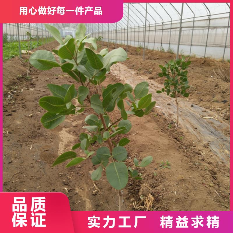 开心果苗适合种植地区