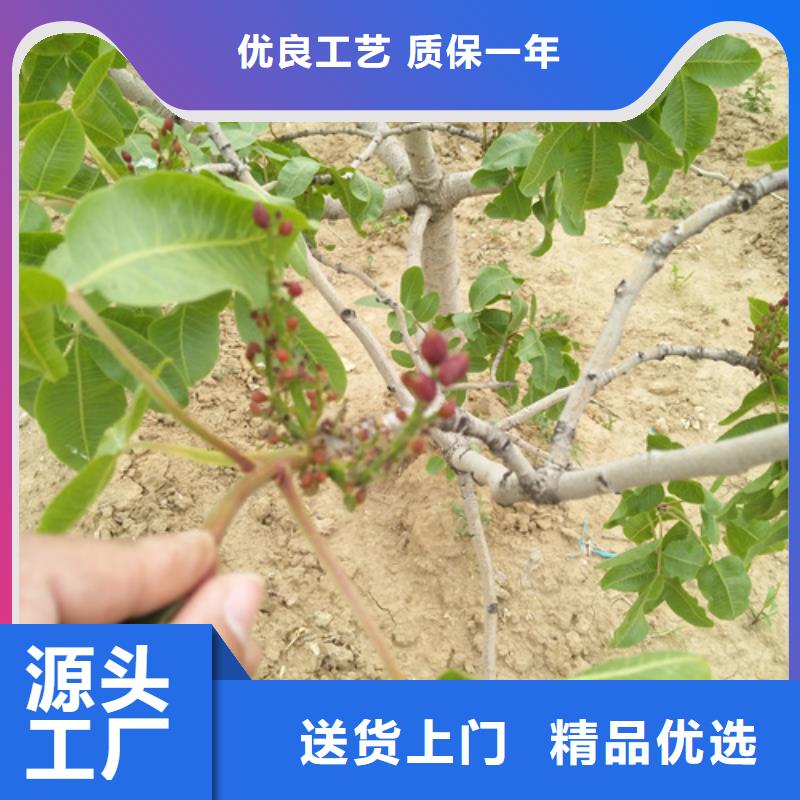 开心果树苗基地直销