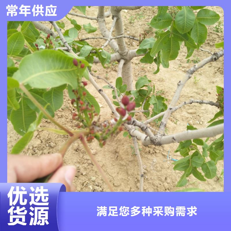 阿月浑子树苗适合种植地区