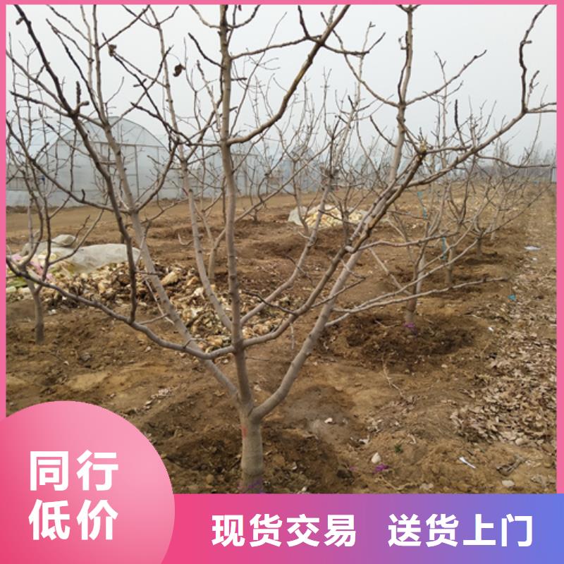 开心果苗适合种植地区