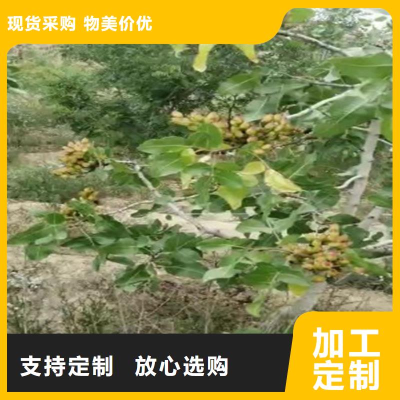 开心果【蓝莓苗】采购无忧