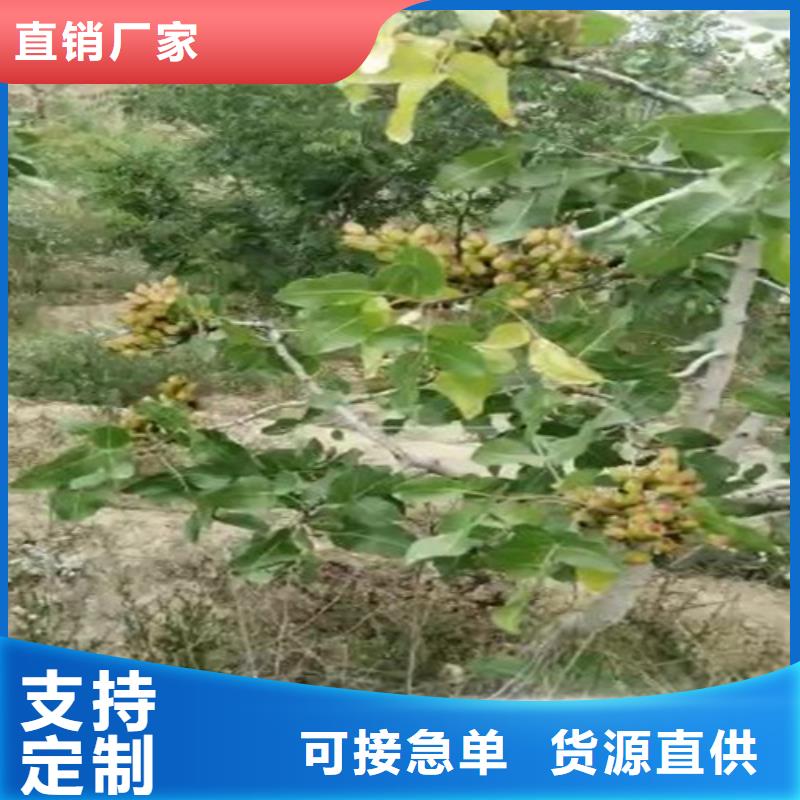 开心果苗适合种植地区