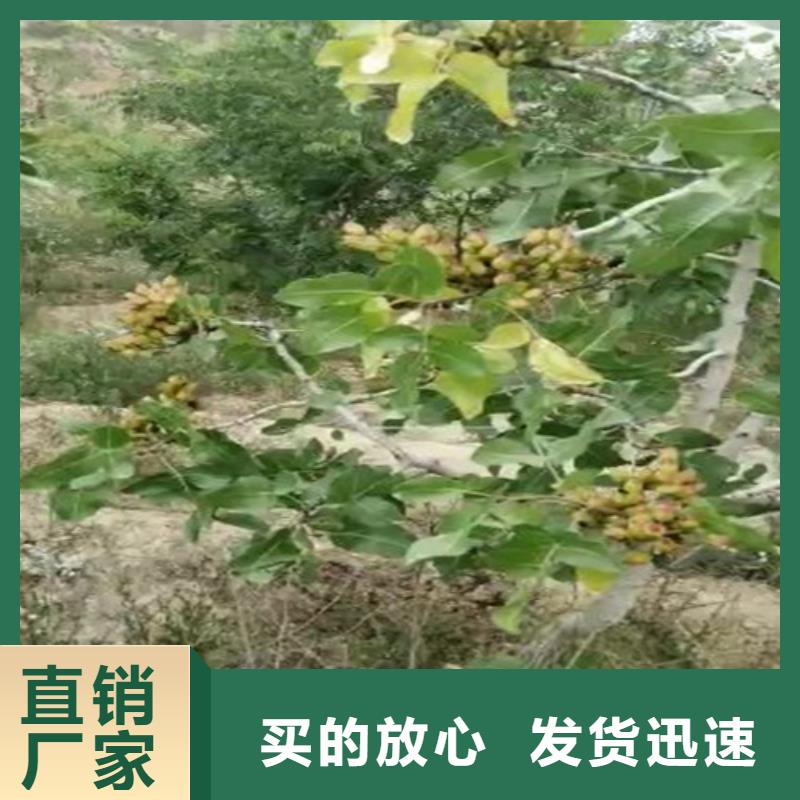 【开心果】-石榴苗常年供应