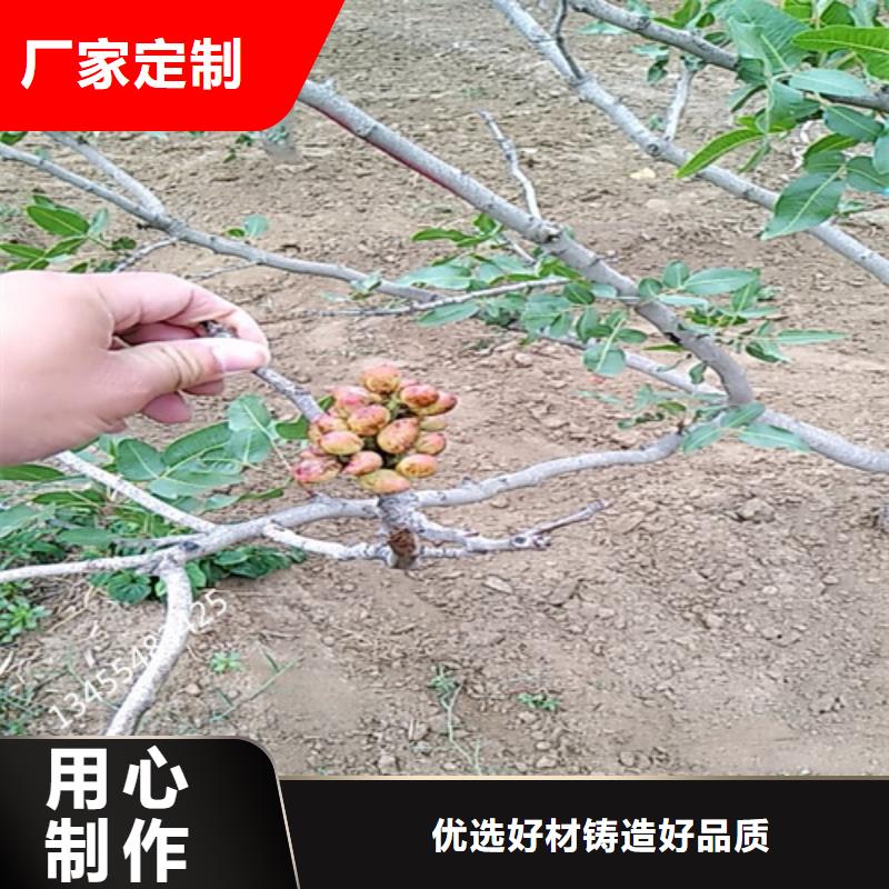 开心果,苹果苗厂家销售