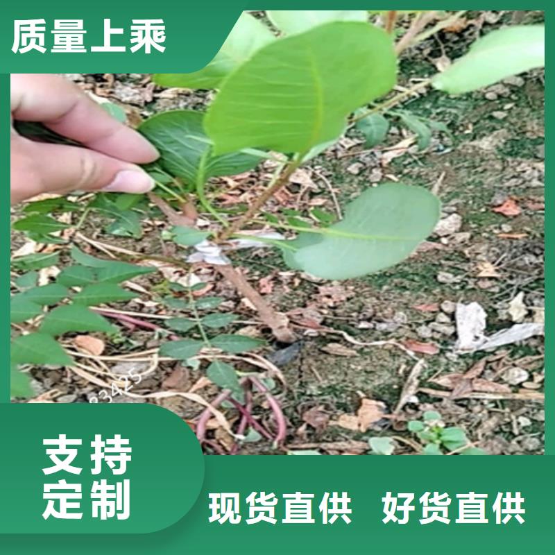 开心果,苹果苗厂家销售