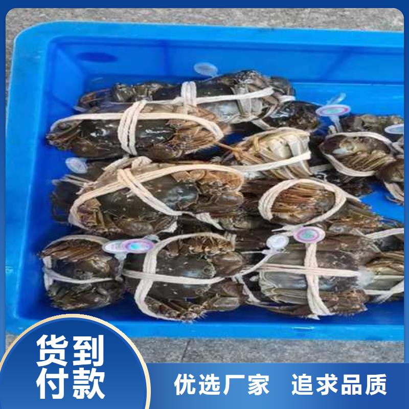 阳澄湖大闸蟹上市价格