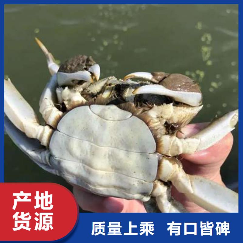 宁波阳澄湖大闸蟹一只价格