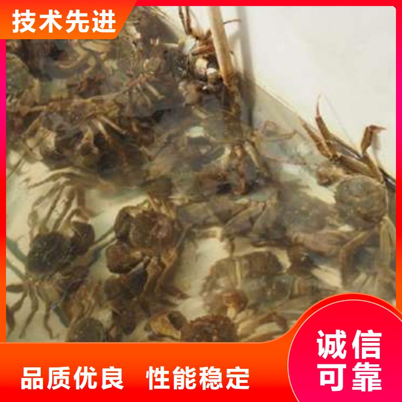 阳澄湖大闸蟹口碑良好