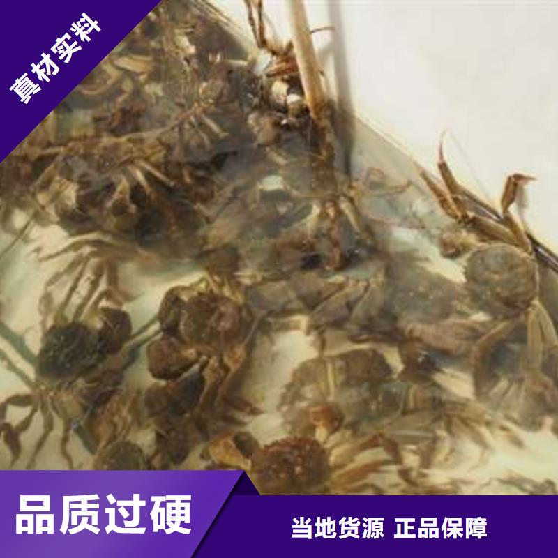 质量好的阳澄湖大闸蟹实体厂家