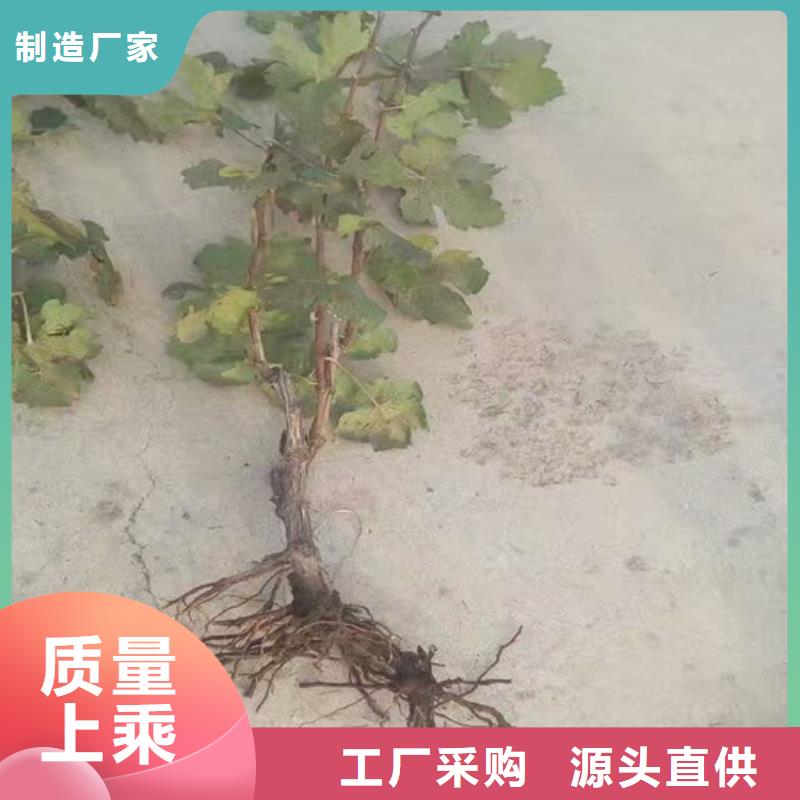 无核白鸡心葡萄苗为您介绍