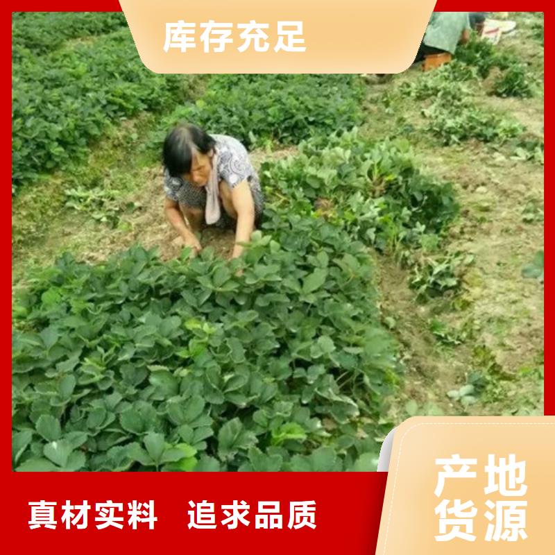 草莓苗梨树苗基地支持拿样