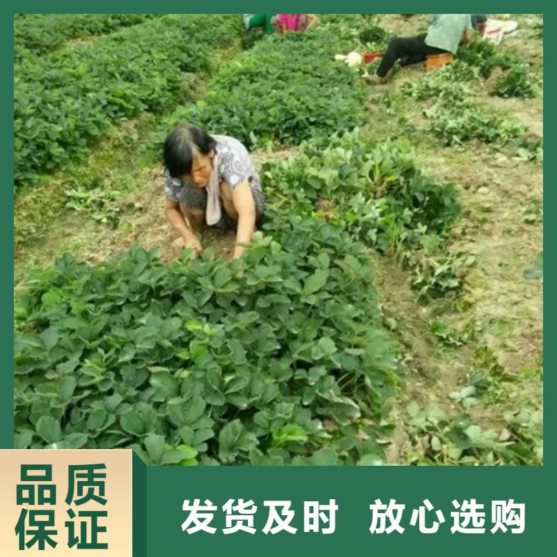 草莓苗毛蟠桃树苗基地诚信商家