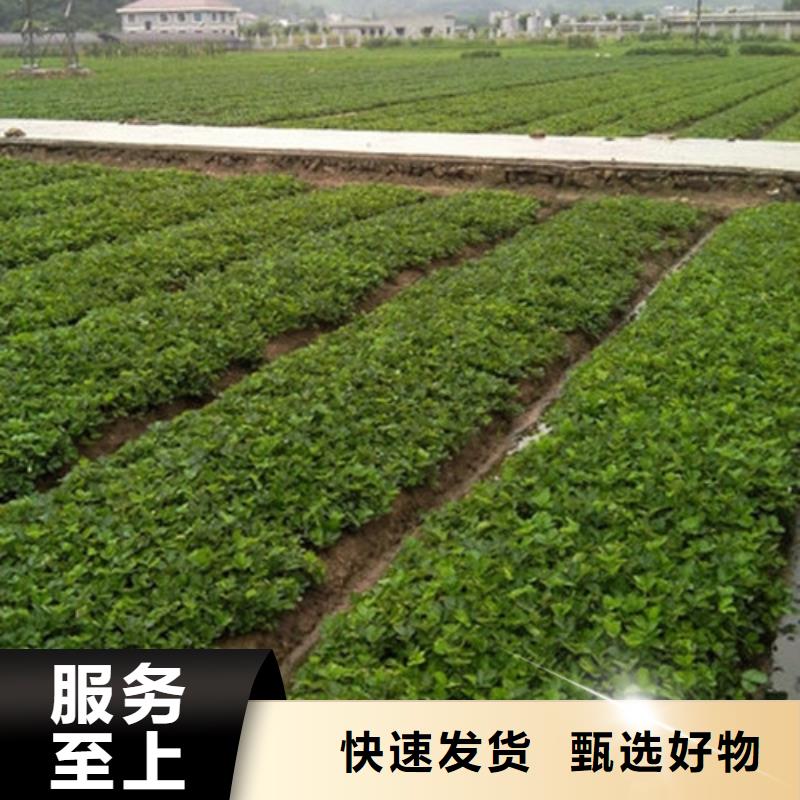 草莓苗草莓苗价格厂家规格全