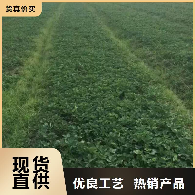 草莓苗草莓苗价格品质保障售后无忧