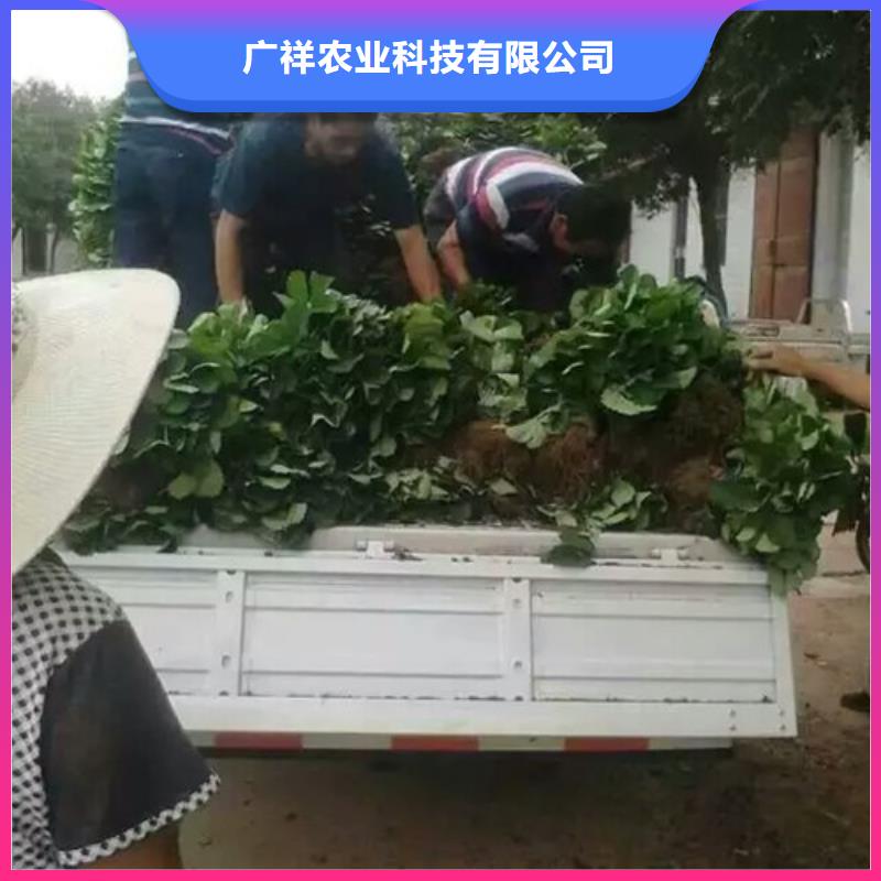 草莓苗梨树苗采购无忧