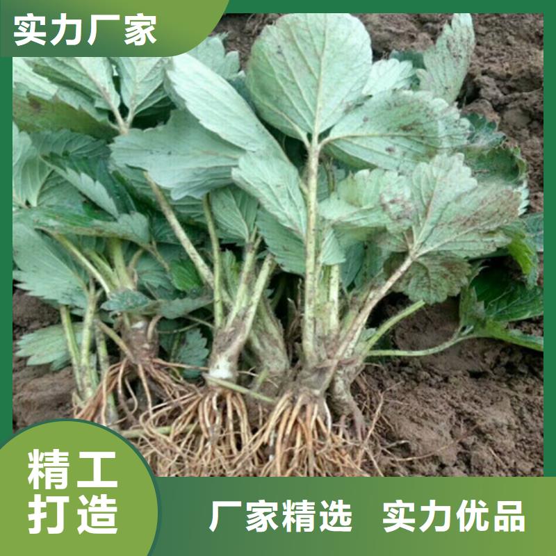 草莓苗【苹果苗】经验丰富品质可靠