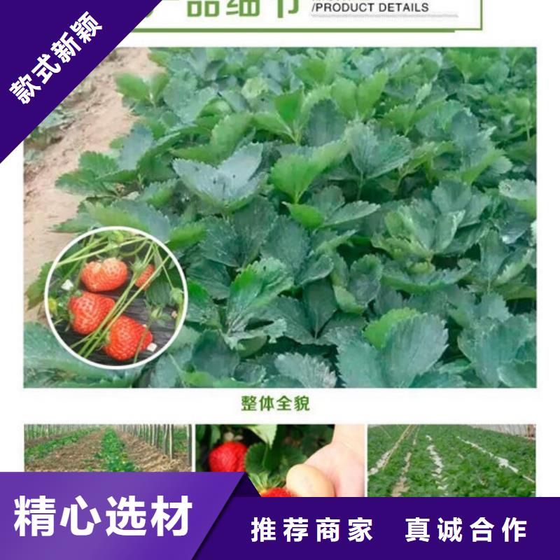 【草莓苗】梨树苗基地全品类现货