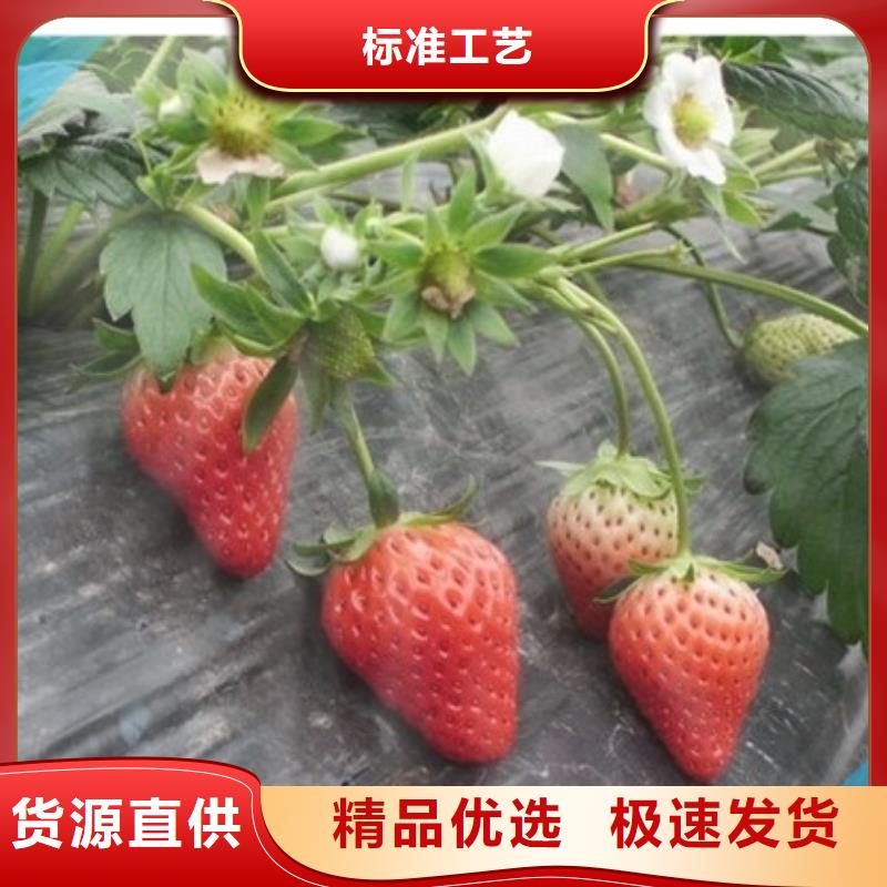 【草莓苗】蓝莓苗厂家质量过硬