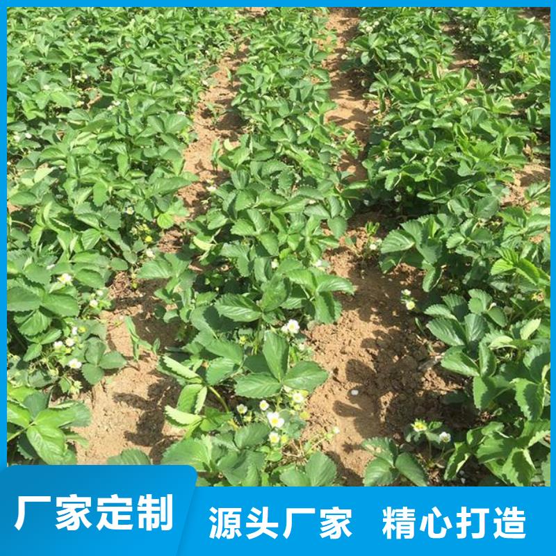 吴中供应白雪公主草莓苗，白雪公主草莓苗价格多少