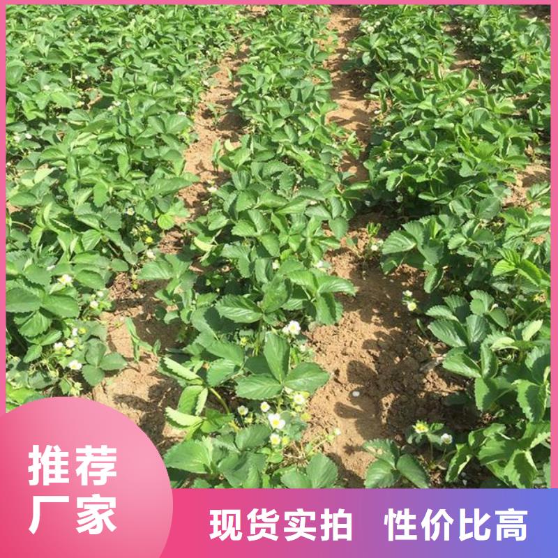 庄河红颊草莓苗厂家供应