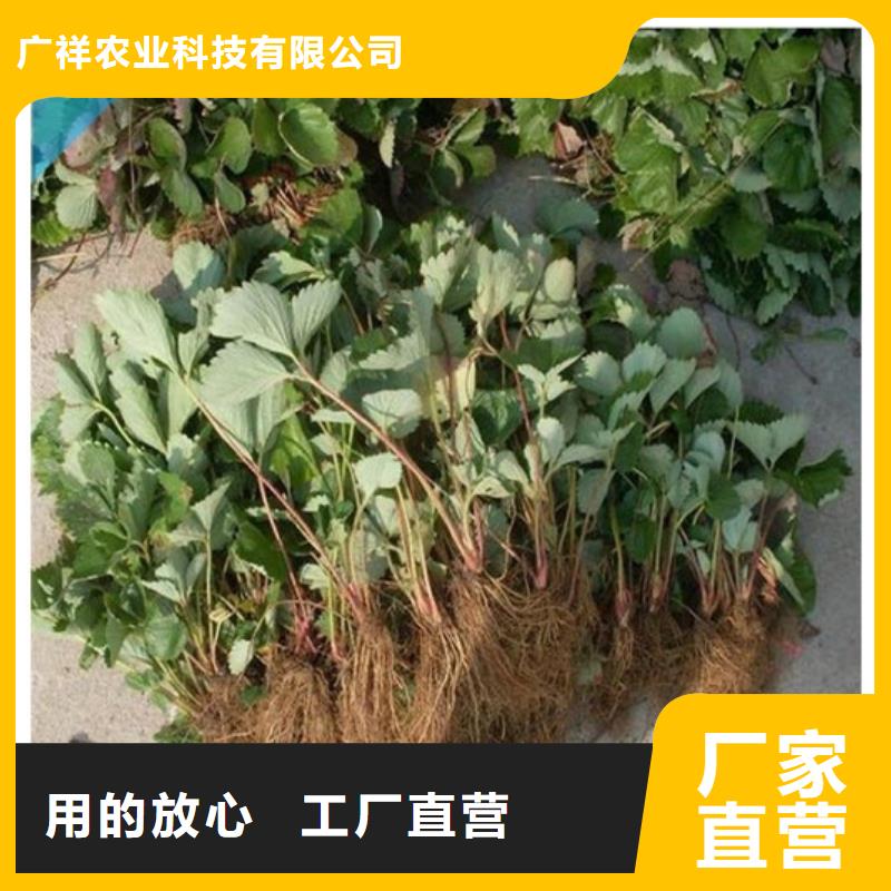 白雪公主草莓苗商家