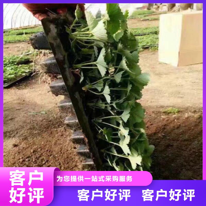 草莓苗_蓝宝石葡萄苗厂家直销省心省钱