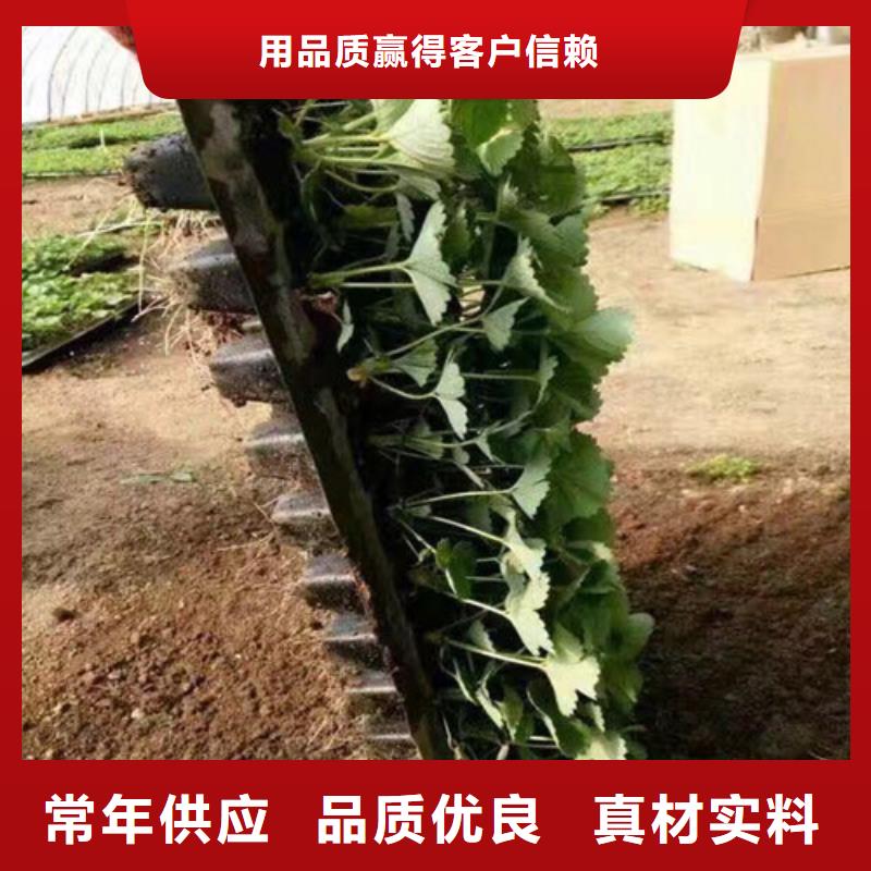 艳丽草莓苗