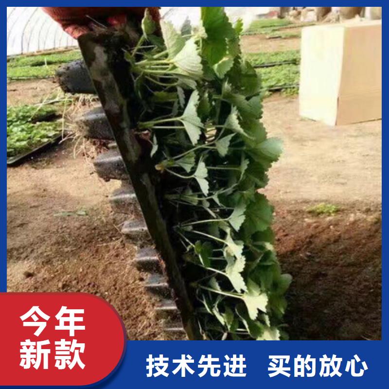 隋珠草莓苗