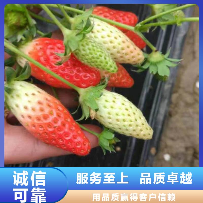 草莓苗【蟠枣树苗】实力厂家直销