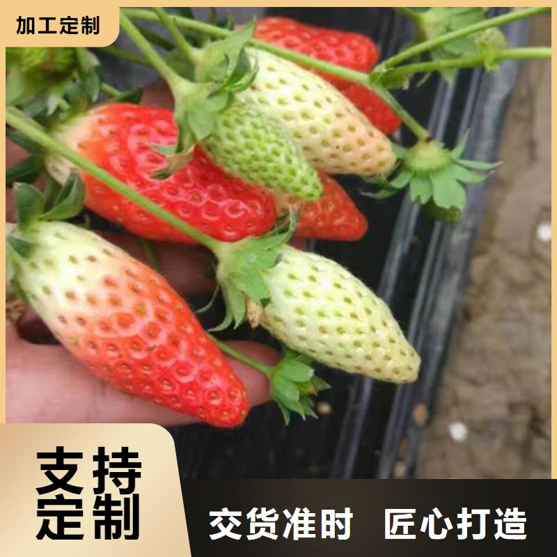 草莓苗-果树苗品质保证实力见证