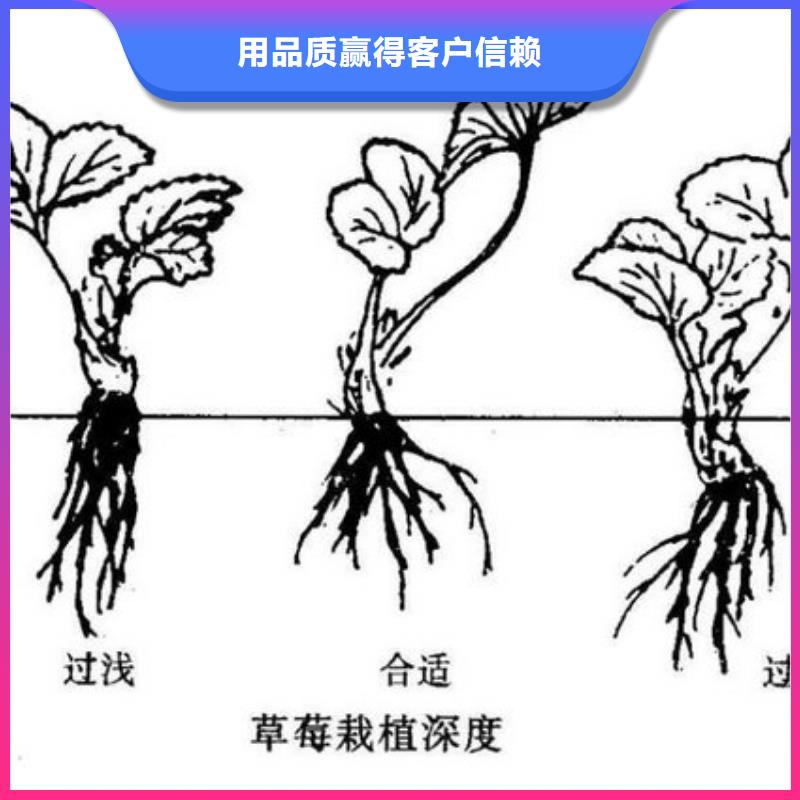 草莓苗红颜草莓保障产品质量