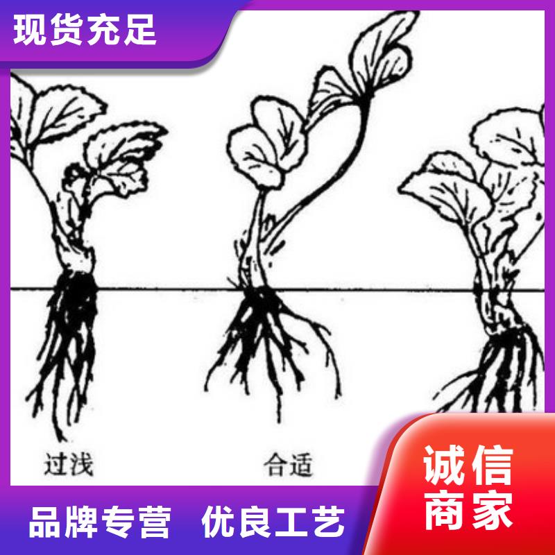 【草莓苗】_果树苗批发基地商家直供