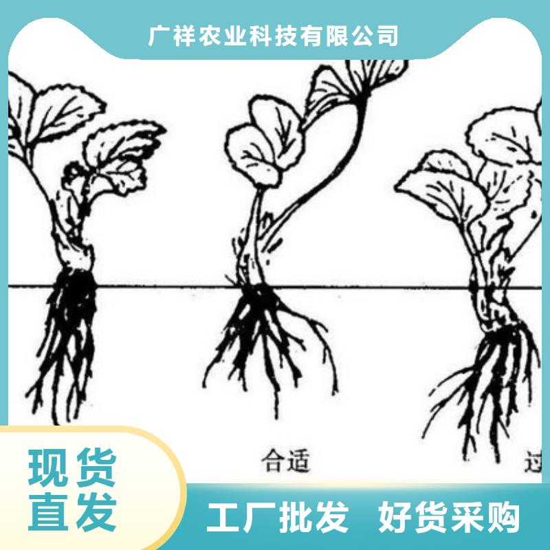 【草莓苗】,梨树苗基地加工定制