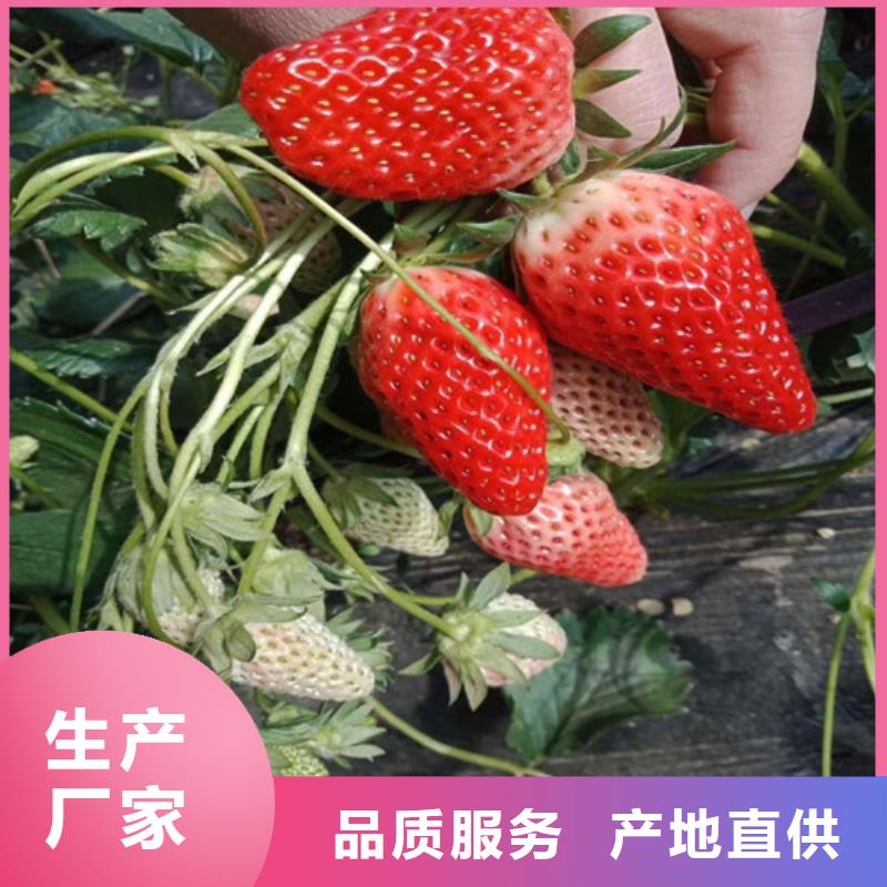 【草莓苗 苹果苗规格型号全】